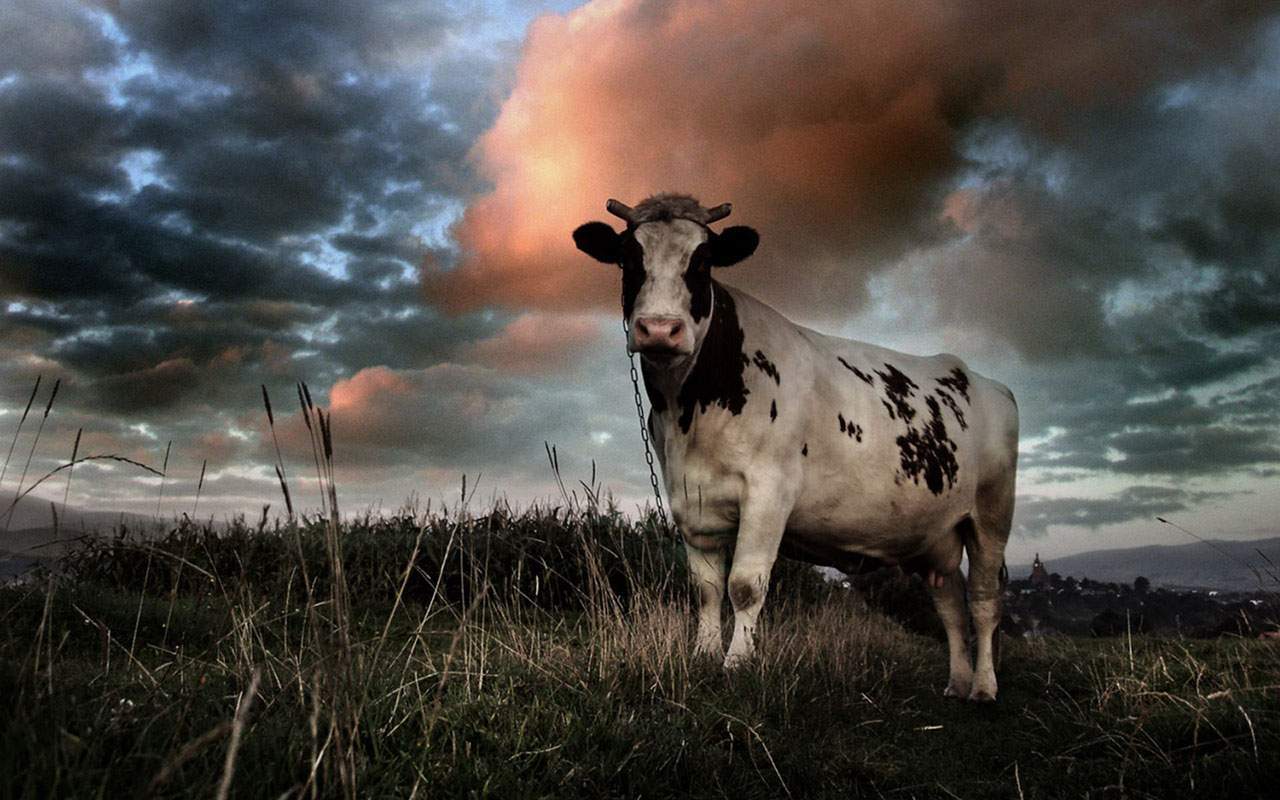 Nằm mơ thấy con bò có ý nghĩa gì? Giải mã giấc mơ về bò là điềm gì?