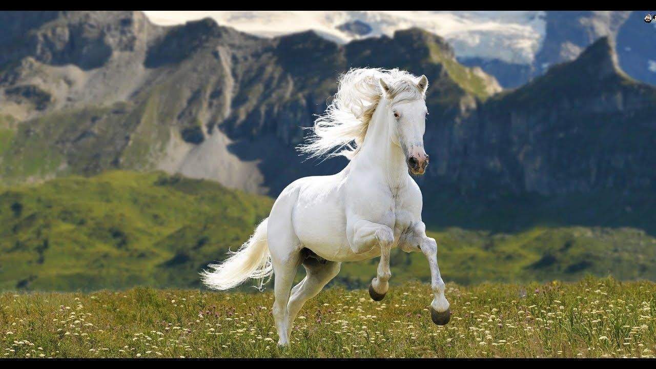 Nằm mơ thấy ngựa có ý nghĩa gì? Giải mã giấc mơ thấy ngựa là điềm gì?