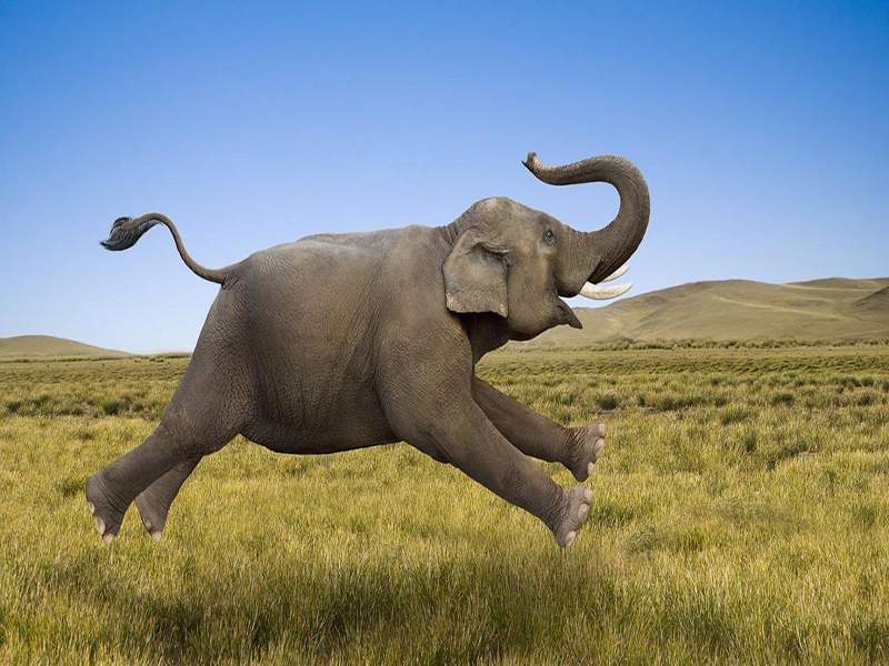 Nằm mơ thấy voi có ý nghĩa gì? Giải mã giấc mơ thấy voi là điềm gì?