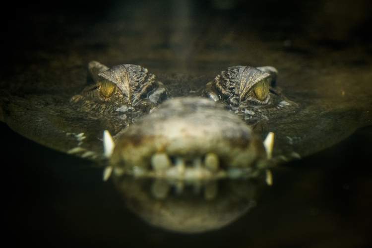 Nằm mơ thấy cá sấu có ý nghĩa gì? Giải mã giấc mơ thấy cá sấu là điềm gì?