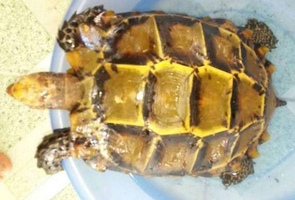 Khám phá 93+ hình ảnh con rùa vàng mới nhất - Tin Học Vui